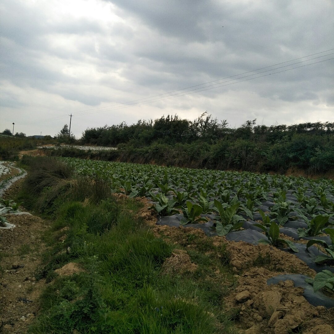 龙庆彝族壮族乡秀山街道天气预报更新通知