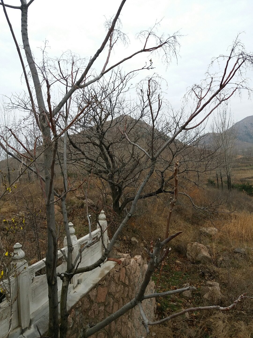 驼山乡天气预报更新通知