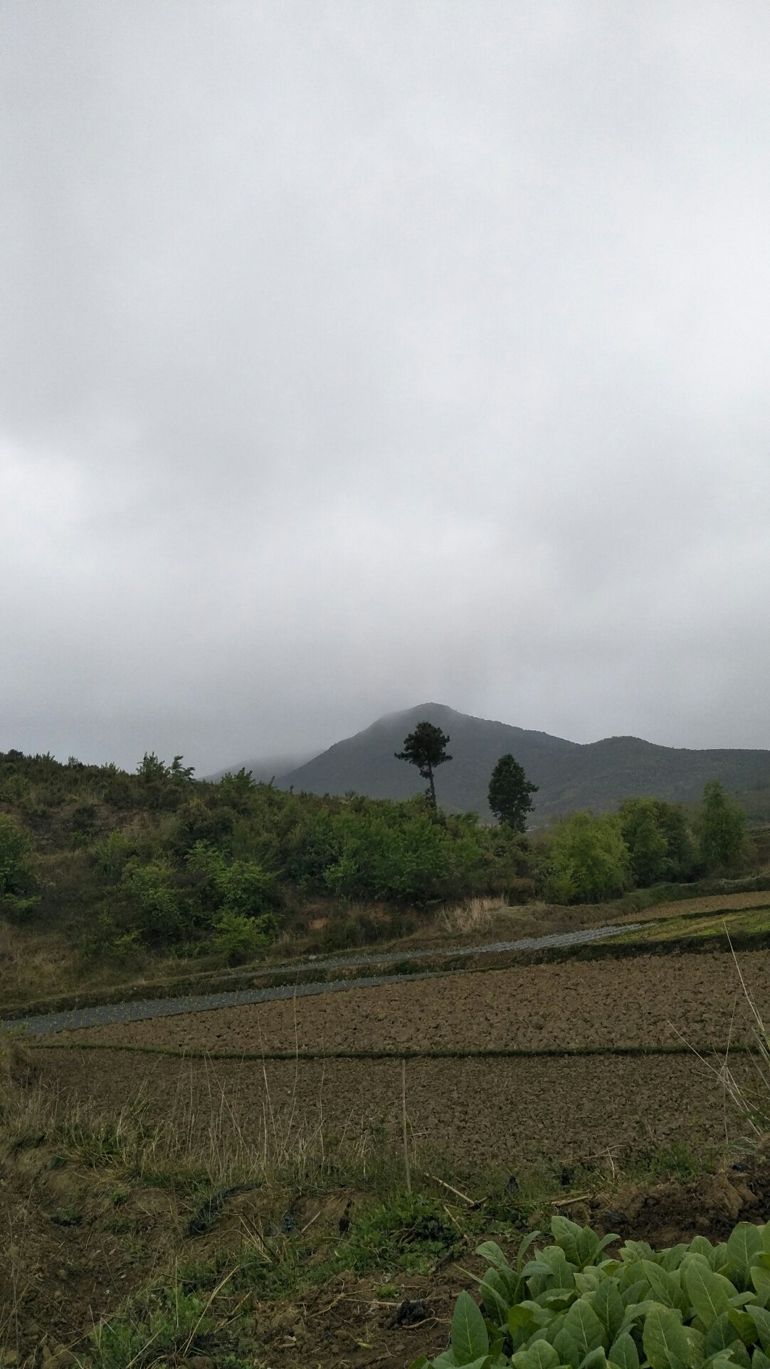 麦龙村天气预报更新通知